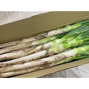 ねぎ - Amazon.co.jp